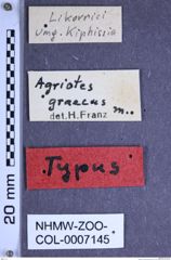 Etiketten zu Agriotes graecus (Franz, 1967) (NHMW-ZOO-COL-0007145)